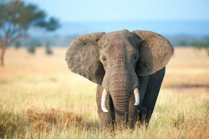 Сім дивовижних фактів про слонів Сім дивовижних фактів про слонів